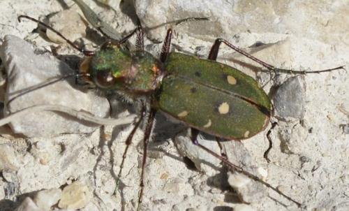Cicindela campestris
